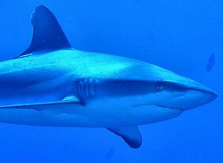 shark013